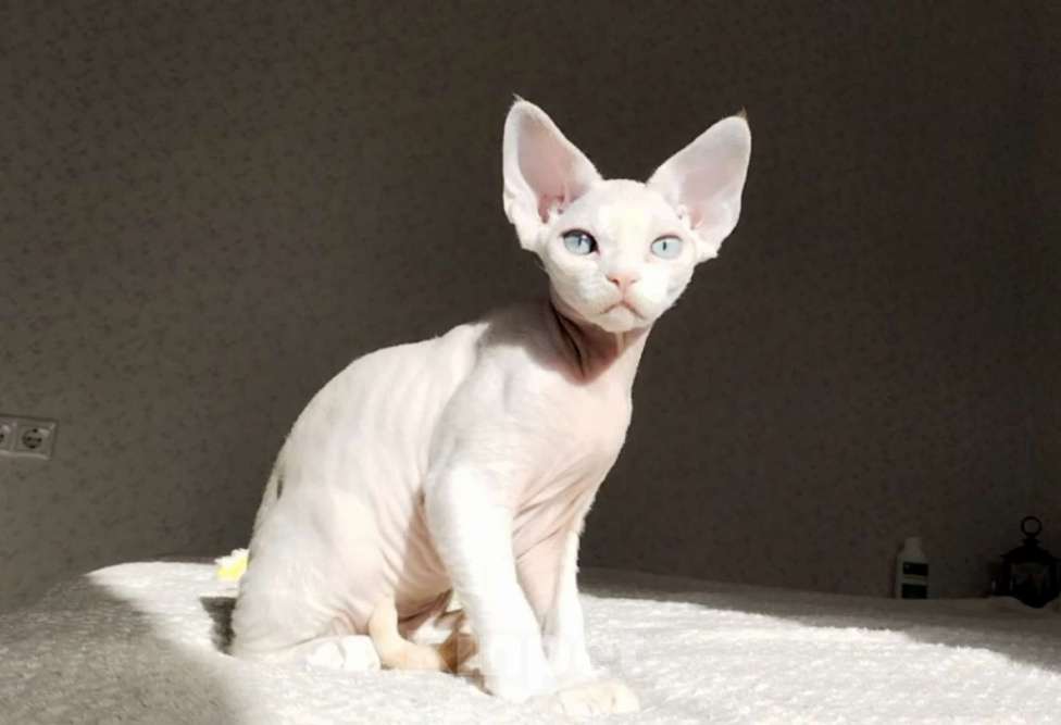 Кошки в Москве: Котенок Девон рекс Мальчик, 60 000 руб. - фото 10
