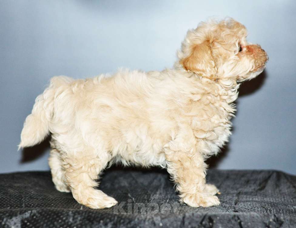 Собаки в других городах Свердловской области: мальтипу F1 мини, кремовый мальчик   Мальчик, 80 000 руб. - фото 2