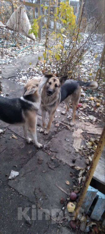 Собаки в Новокуйбышевске: В частный дом щенки.  Девочка, 500 руб. - фото 2