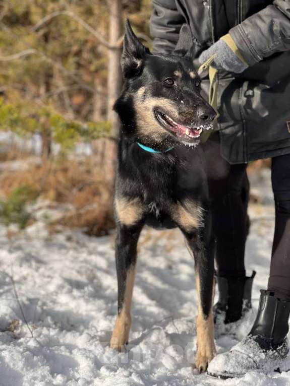 Собаки в Екатеринбурге: Отдам собаку в добрые руки Мальчик, Бесплатно - фото 2