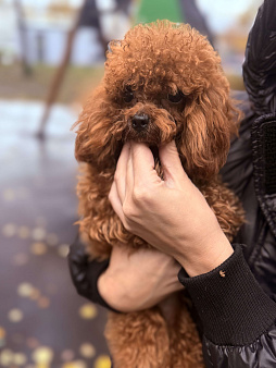 Той пудель импорт Китай