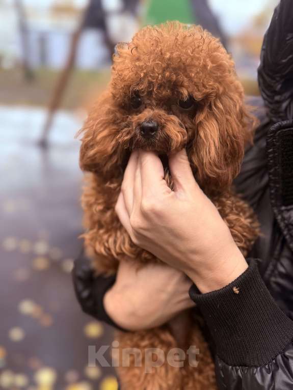 Собаки в Москве: Той пудель импорт Китай Девочка, 230 000 руб. - фото 1