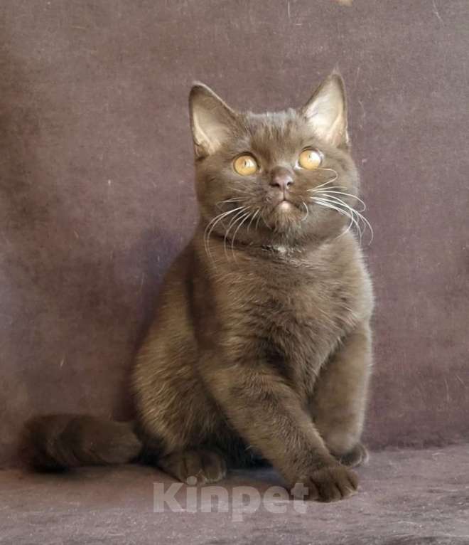 Кошки в Екатеринбурге: Британский котик Мальчик, Бесплатно - фото 1