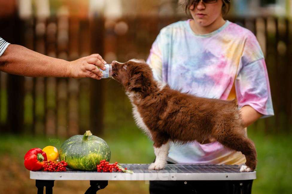 Собаки в Москве: Мальчик красный   Биколор  Мальчик, Бесплатно - фото 3