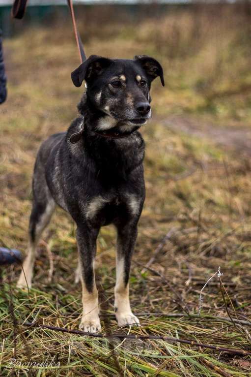 Собаки в Москве: Табити Девочка, Бесплатно - фото 5