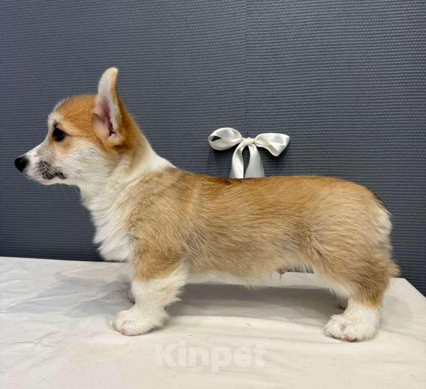 Собаки в Кургане: Щенок вельш корги пемброк, кобель Мальчик, 50 000 руб. - фото 3