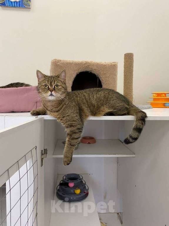 Кошки в Санкт-Петербурге: Сусанна - кошечка британского фенотипа ищет дом Девочка, Бесплатно - фото 1