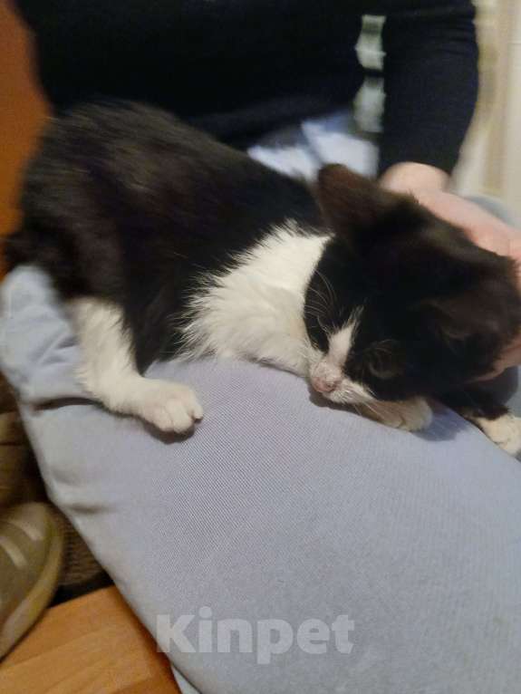 Кошки в Ярославле: Котенок Мальчик, Бесплатно - фото 4