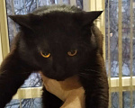 Кошки в Шахте: Пушистый полубританец - Хока Мальчик, 10 руб. - фото 8