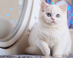 Кошки в Москве: Британский котенок Вьюга Девочка, 140 000 руб. - фото 5