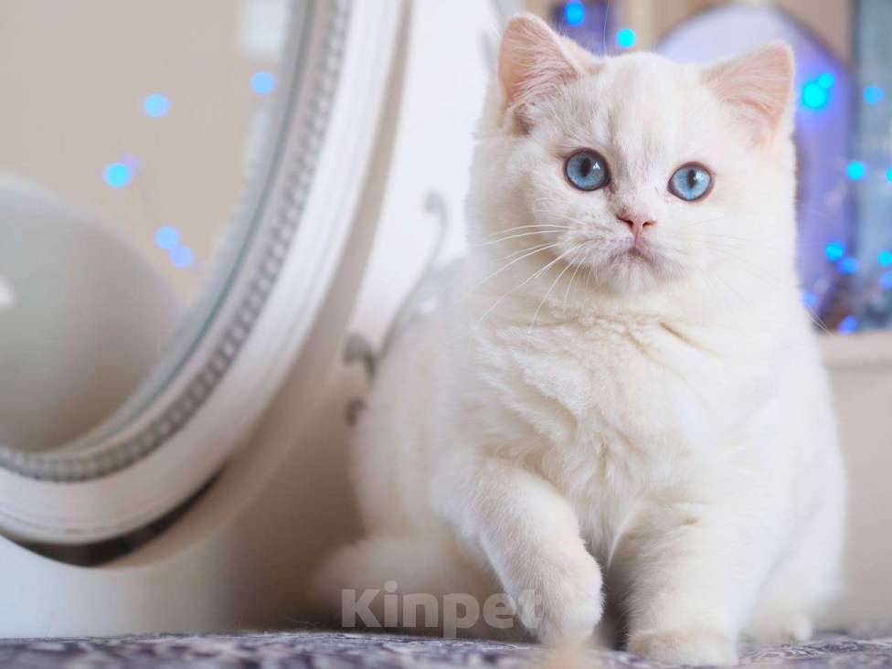 Кошки в Москве: Британский котенок Вьюга Девочка, 140 000 руб. - фото 5