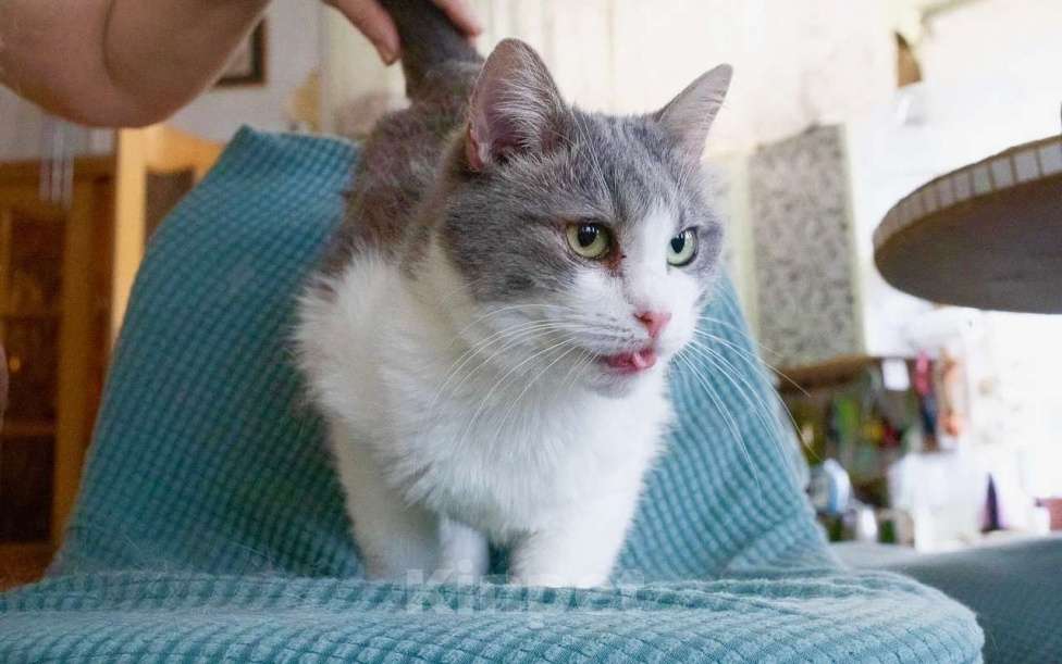 Кошки в Москве: Некрасивая кошка ищет дом и семью. В добрые руки Девочка, Бесплатно - фото 4