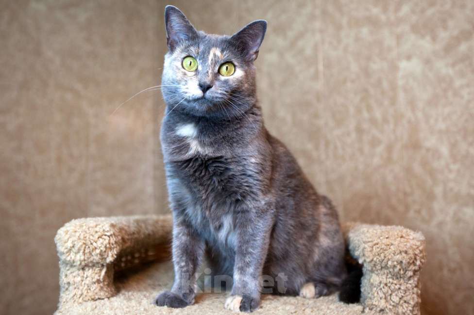 Кошки в Москве: Севара едет на выставку-пристройство WOOF в Москву  Девочка, Бесплатно - фото 2