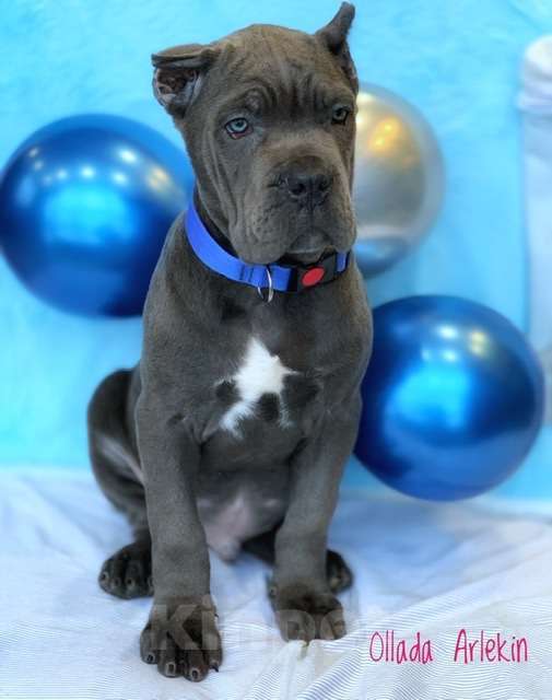 Собаки в Москве: Великолепные щенки кане корсо Мальчик, 60 000 руб. - фото 3