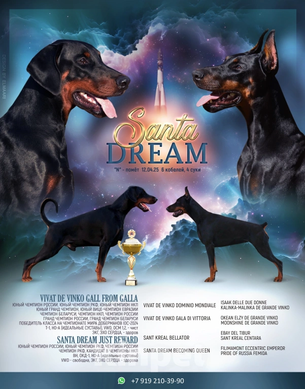 Собаки в Курске: Очаровательная девочка РКФ  Девочка, 105 000 руб. - фото 5