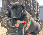 Собаки в Москве: Кан- мальчик Мальчик, 50 000 руб. - фото 6