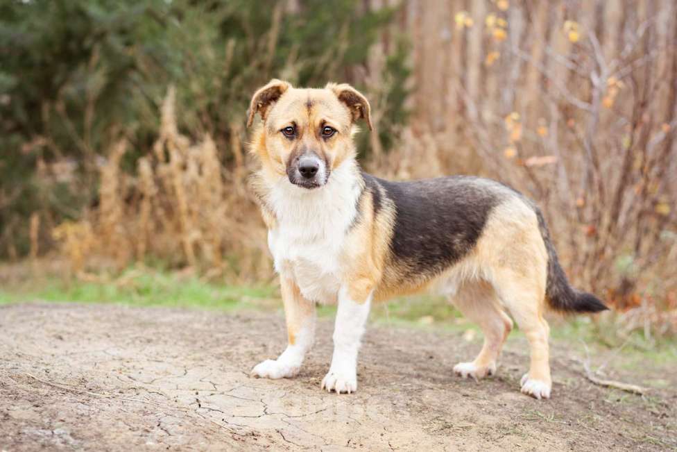 Собаки в Москве: Добрый и общительный Перчик ищет дом Мальчик, Бесплатно - фото 4