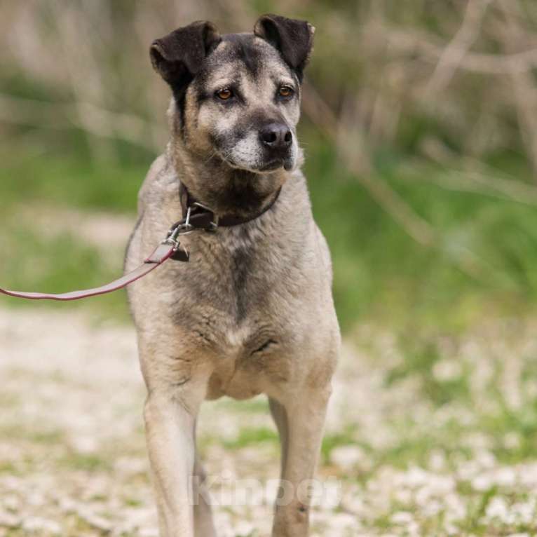 Собаки в Москве: Шустрик Мальчик, Бесплатно - фото 3