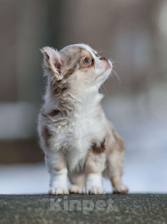 Собаки в Обнинске: Мальчик шоколадно подпалый мрамор, мерле Мальчик, 100 000 руб. - фото 2