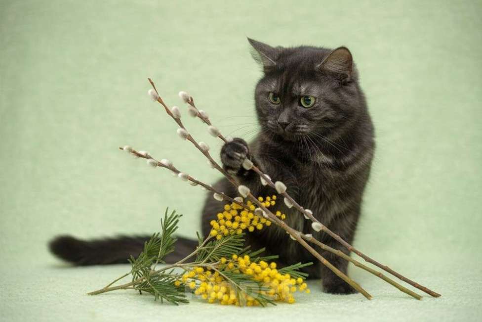 Кошки в Москве: Черная красавица Таги Девочка, Бесплатно - фото 2
