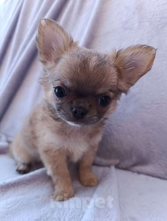 Собаки в Ярославле: Щенок чихуахуа Мальчик, 16 000 руб. - фото 1