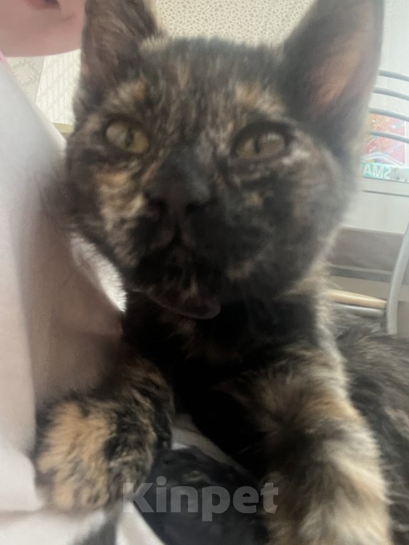 Кошки в Ростове-на-Дону: котенок в добрые руки Девочка, Бесплатно - фото 9