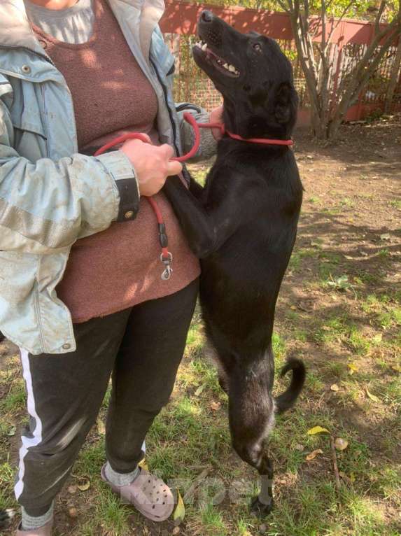 Собаки в Москве: Обворожительная МАРТА Девочка, Бесплатно - фото 2