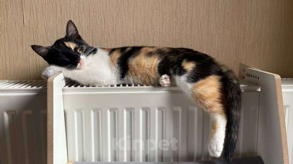 Кошки в Москве: Котопакся ищет дом Девочка, Бесплатно - фото 2