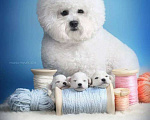 Собаки в Москве: Бишон фризе белоснежные щенки Девочка, 120 000 руб. - фото 3