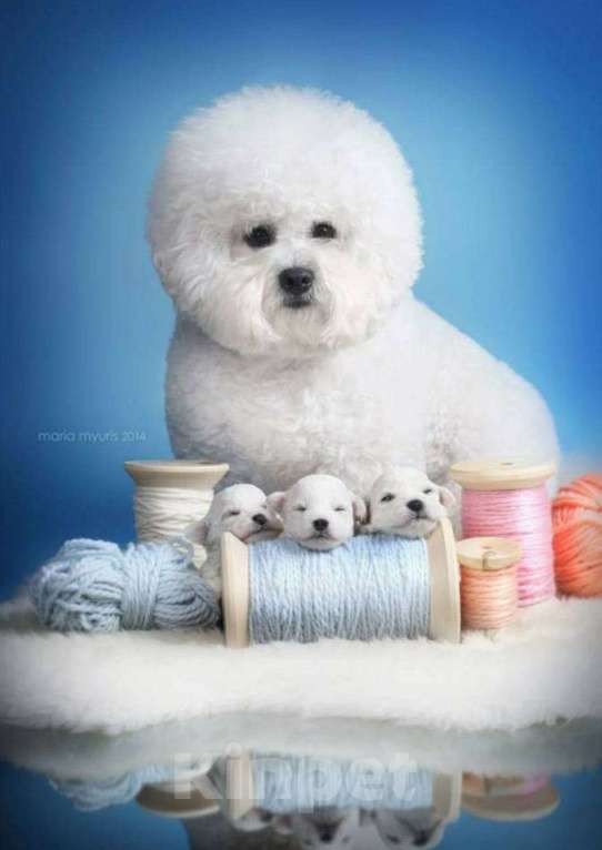 Собаки в Москве: Бишон фризе белоснежные щенки Девочка, 120 000 руб. - фото 3