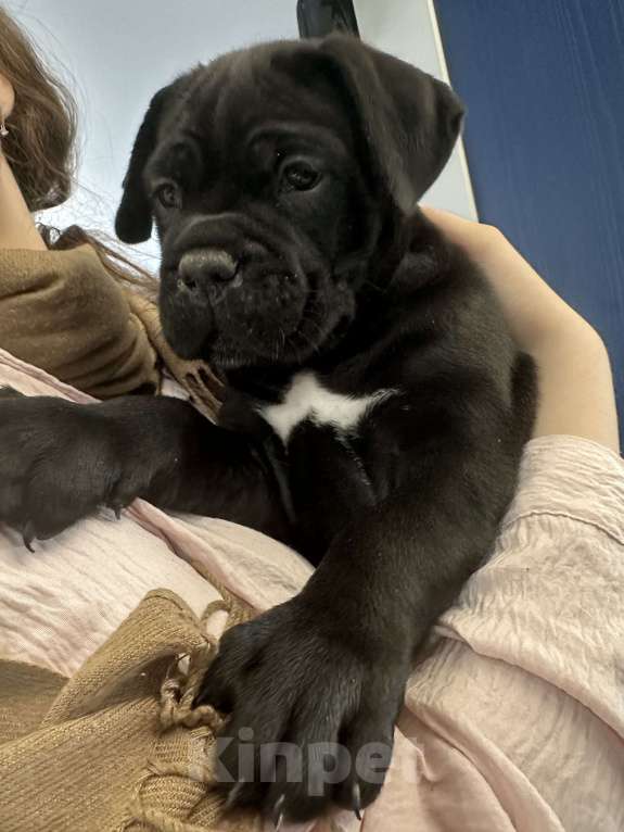 Собаки в других городах Московской области: Щенки кане-корсо Девочка, 45 000 руб. - фото 5