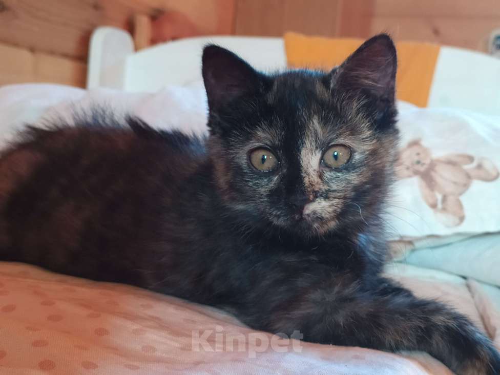 Кошки в Санкт-Петербурге: Ласковый  котëнок Софочка в добрые руки Девочка, Бесплатно - фото 6