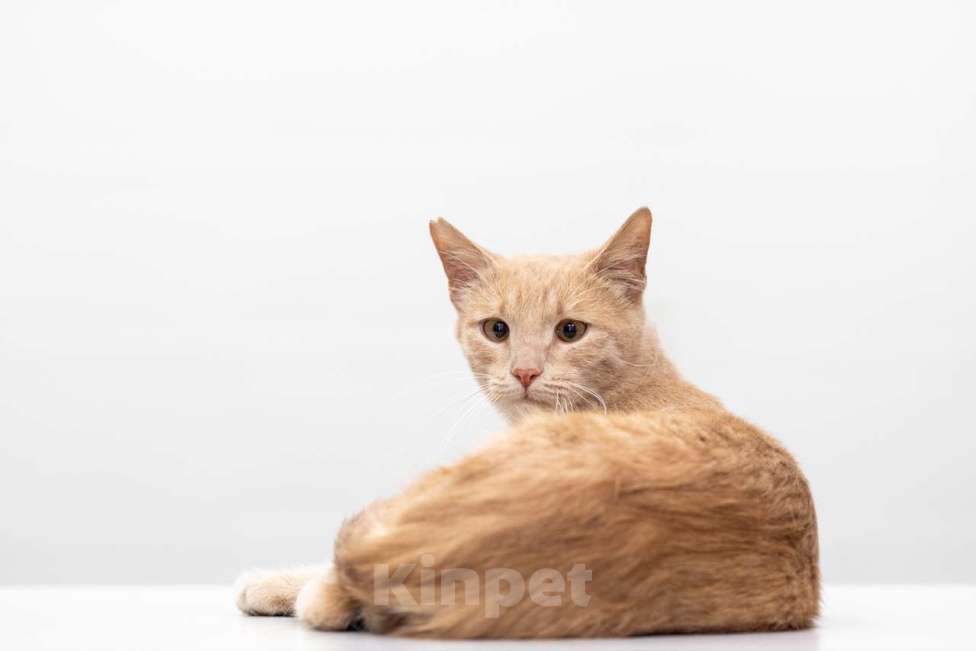 Кошки в Москве: Персик Мальчик, Бесплатно - фото 4