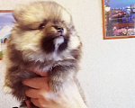Собаки в Томске: Жека Мальчик, 17 000 руб. - фото 2