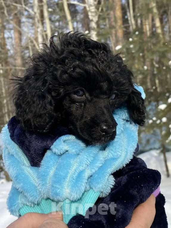 Собаки в Березовском: Мальчик Мальчик, 45 000 руб. - фото 6