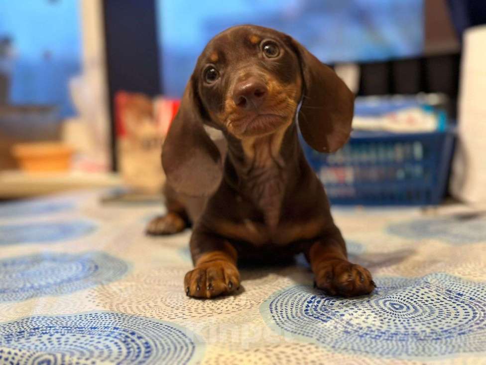 Собаки в Москве: Мальчик РКФ Мальчик, 40 000 руб. - фото 9