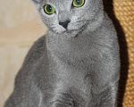 Кошки в Калининграде: Чистокровная Русская голубая девочка с еврородословной Девочка, 55 000 руб. - фото 3