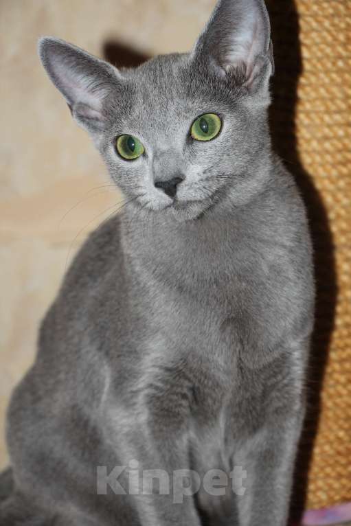 Кошки в Калининграде: Чистокровная Русская голубая девочка с еврородословной Девочка, 55 000 руб. - фото 3