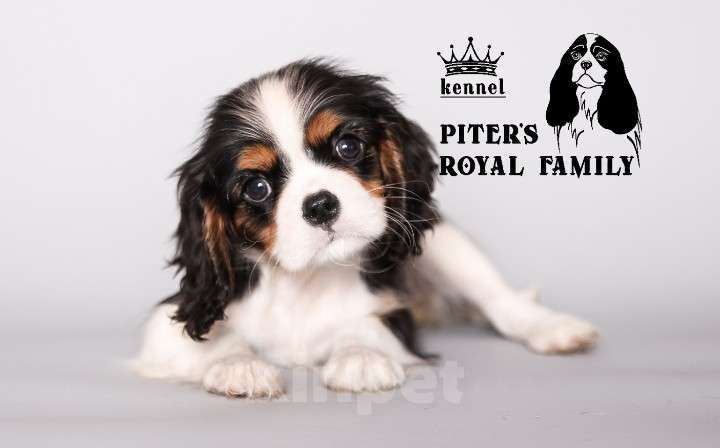 Собаки в Санкт-Петербурге: Шикарная малышка кавалер кинг чарльз спаниеля  Девочка, 150 000 руб. - фото 3