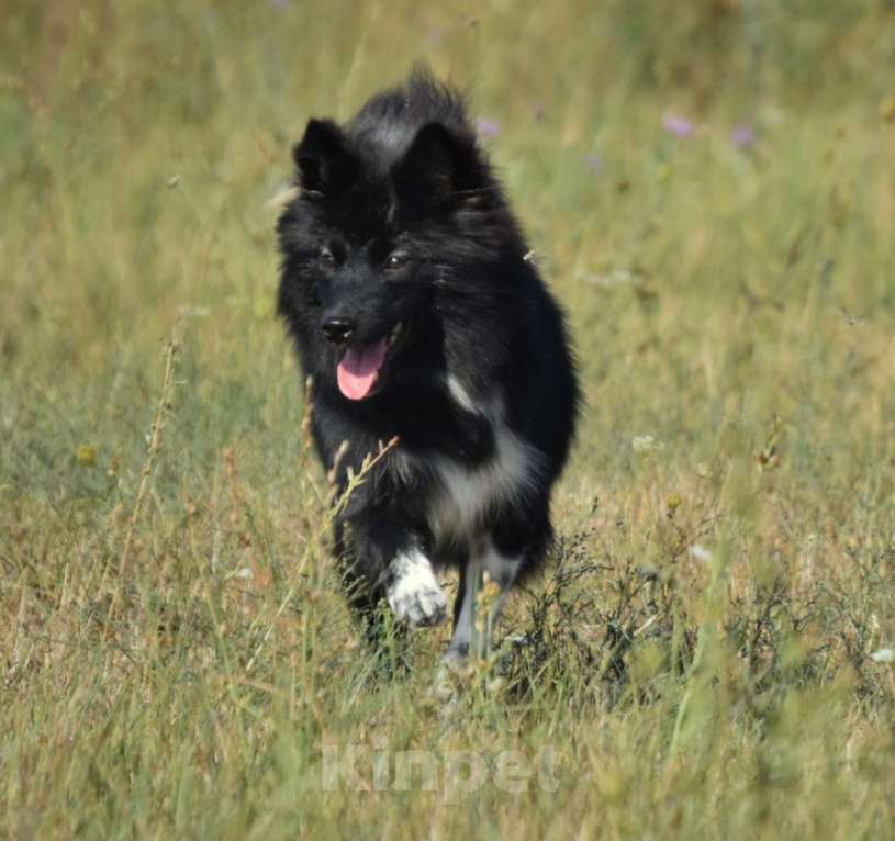 Собаки в Москве: Ненецкая оленегонная лайка. Кобель Черный принц. Мальчик, 60 000 руб. - фото 6