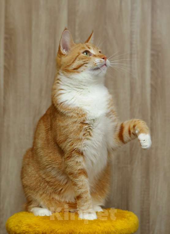 Кошки в Санкт-Петербурге: Котик Твити Мальчик, Бесплатно - фото 2