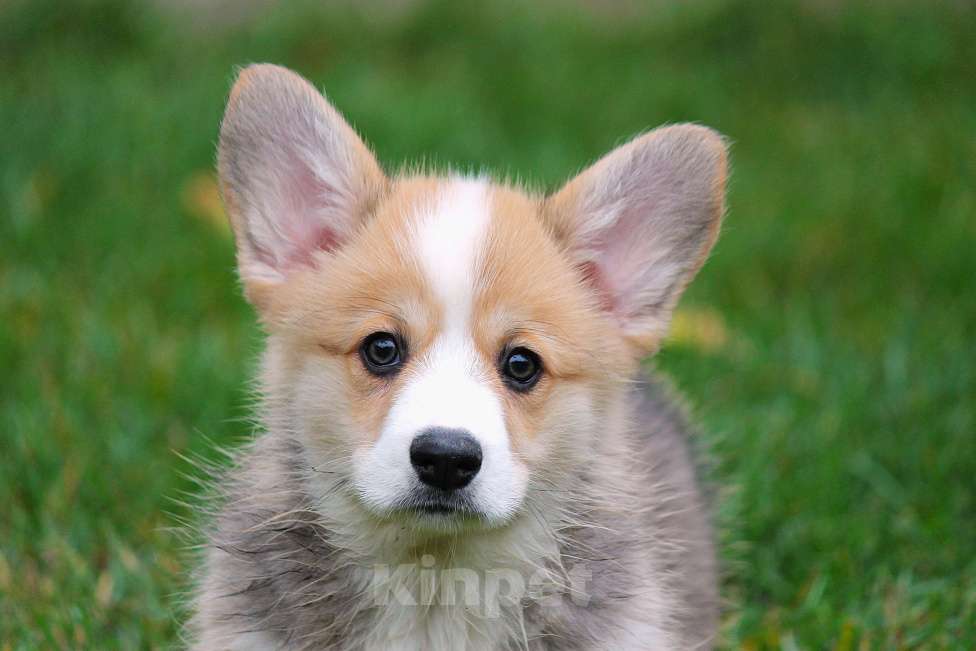 Собаки в Москве: Вельш Корги Пемброк Мальчик, 80 000 руб. - фото 2