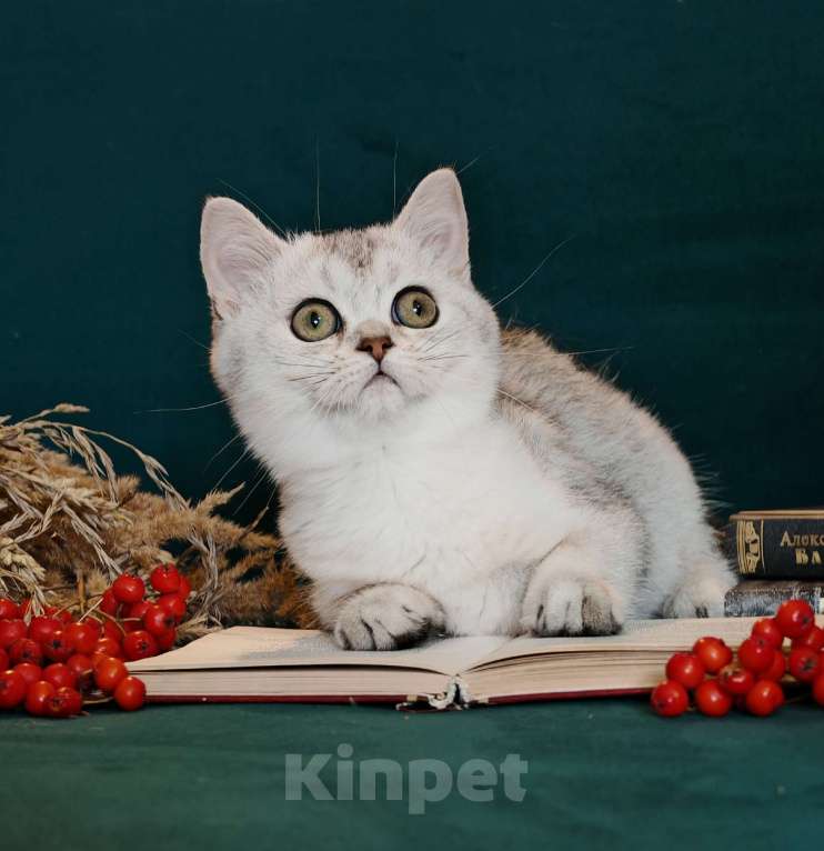 Кошки в Москве: Породистые шотландские котята Девочка, 55 000 руб. - фото 6