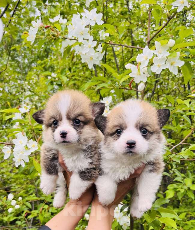 Собаки в Москве: Щенки Вельш Корги Пемброк  Девочка, 60 000 руб. - фото 2