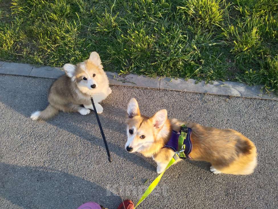 Собаки в Севастополе: Корги флаффи Мальчик, 50 000 руб. - фото 7