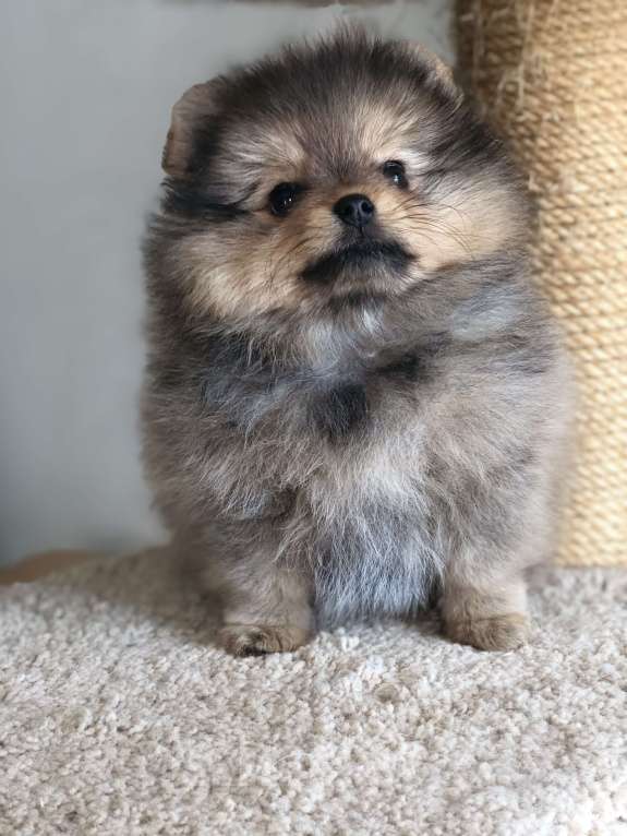 Собаки в Сестрорецке: Виола маленькая помочка Девочка, 35 000 руб. - фото 4