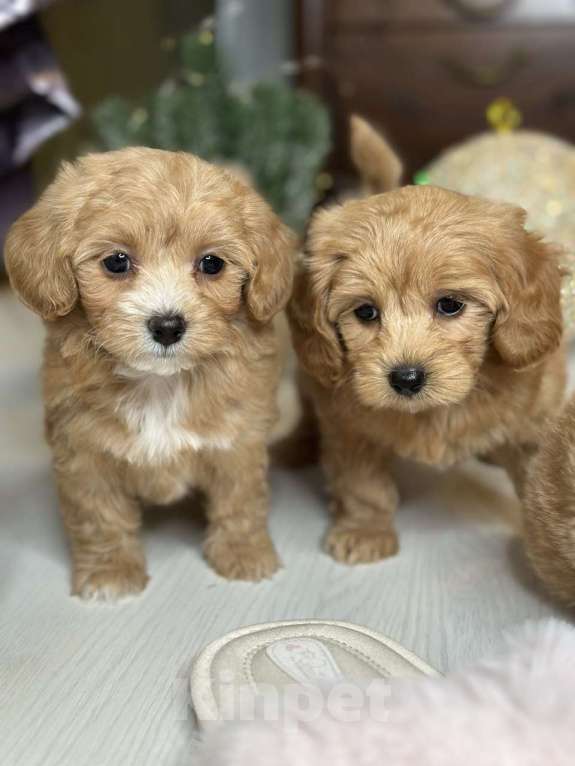 Собаки в Москве: Девочка мальтипу мини Девочка, 100 000 руб. - фото 6