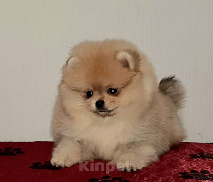 Собаки в Москве: Шпиц померанский щенки Девочка, 120 000 руб. - фото 2