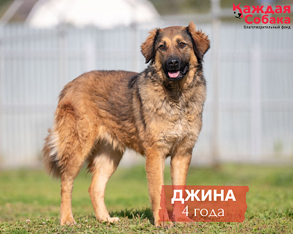 Мохнатое рыжее облако Джина 🧡