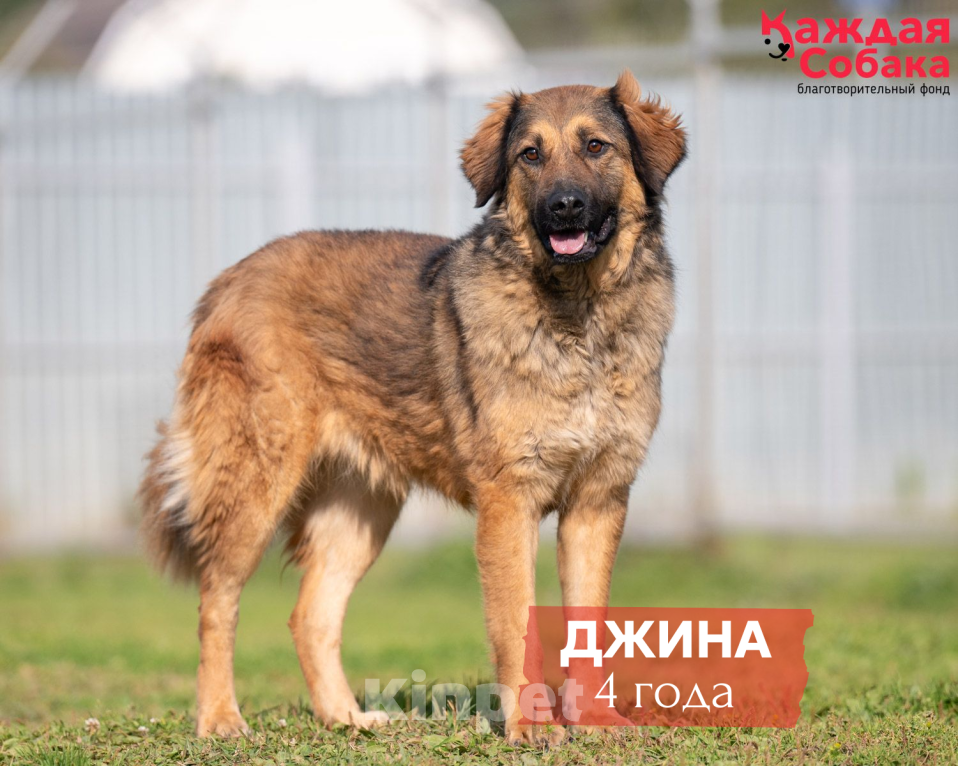 Собаки в других городах Московской области: Мохнатое рыжее облако Джина 🧡 Девочка, Бесплатно - фото 1